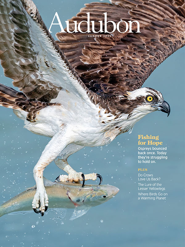 An Osprey holds a fish in their talons mid-flight.