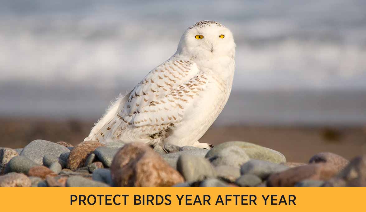 PROTECT BIRDS YEAR AFTER YEAR