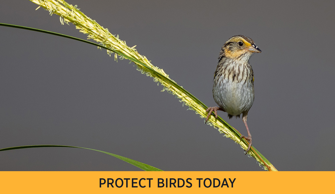 Protect Birds Today