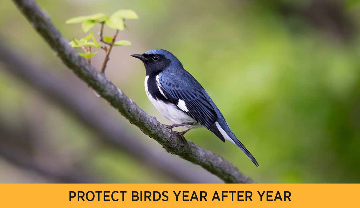 PROTECT BIRDS YEAR AFTER YEAR