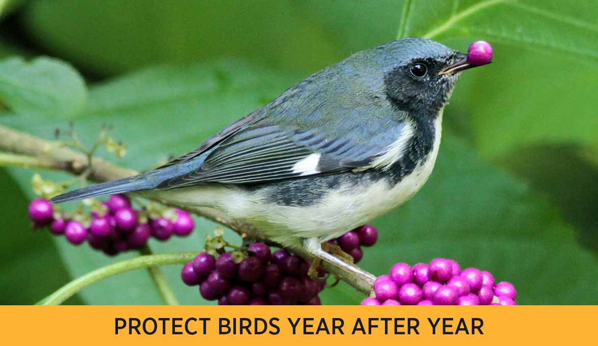 PROTECT BIRDS YEAR AFTER YEAR
