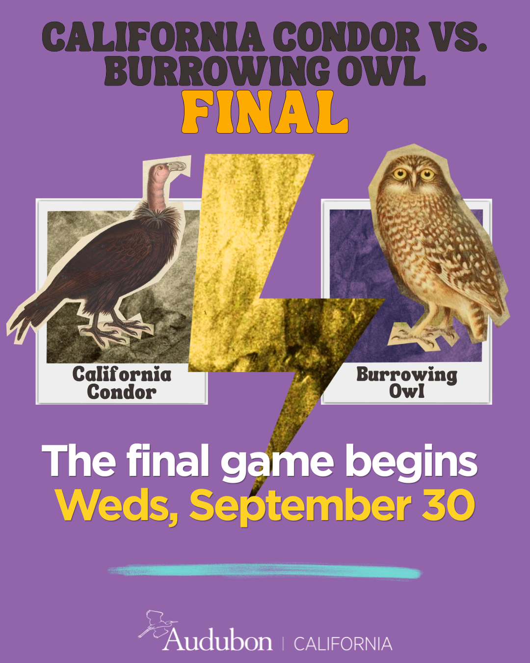 California Condor vs. Burrowing Owl 
