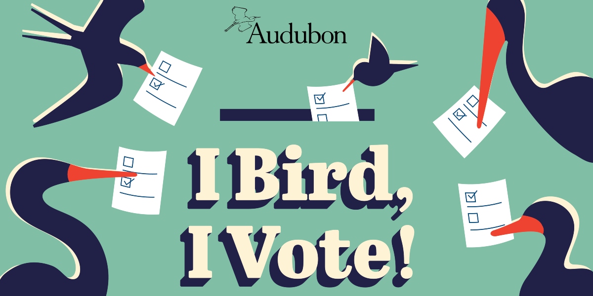 Five birds hold a ballot in their beak surrounding text in the center that reads "I Bird, I Vote." The Audubon logo is at the top center.