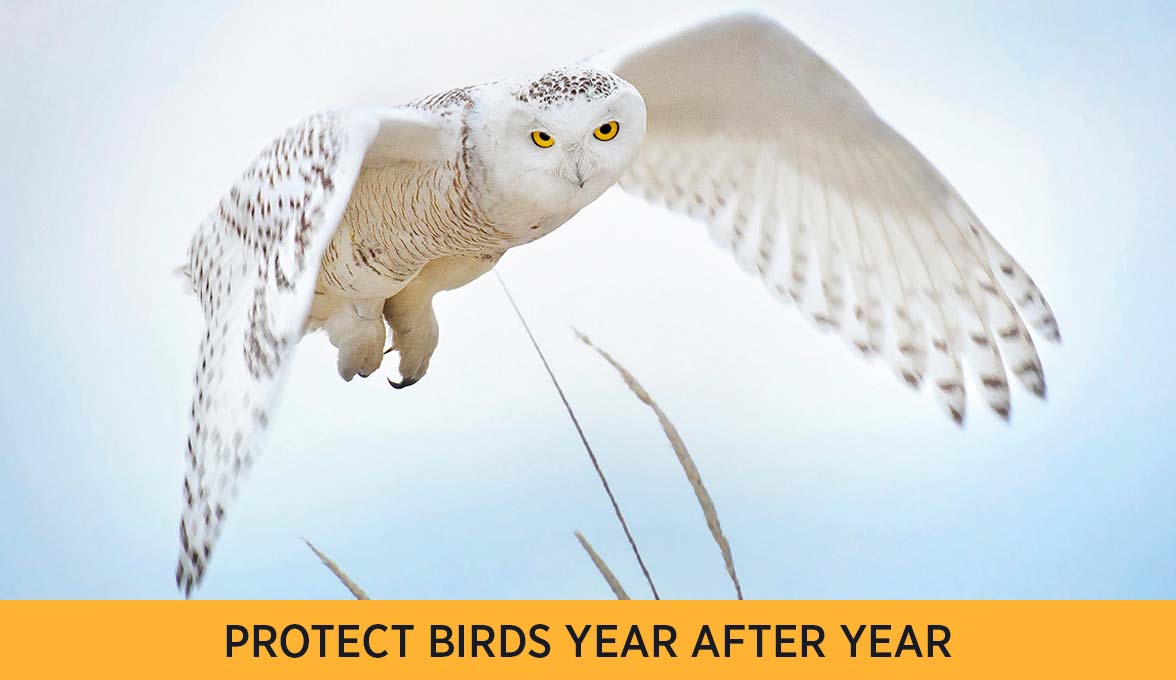 PROTECT BIRDS YEAR AFTER YEAR