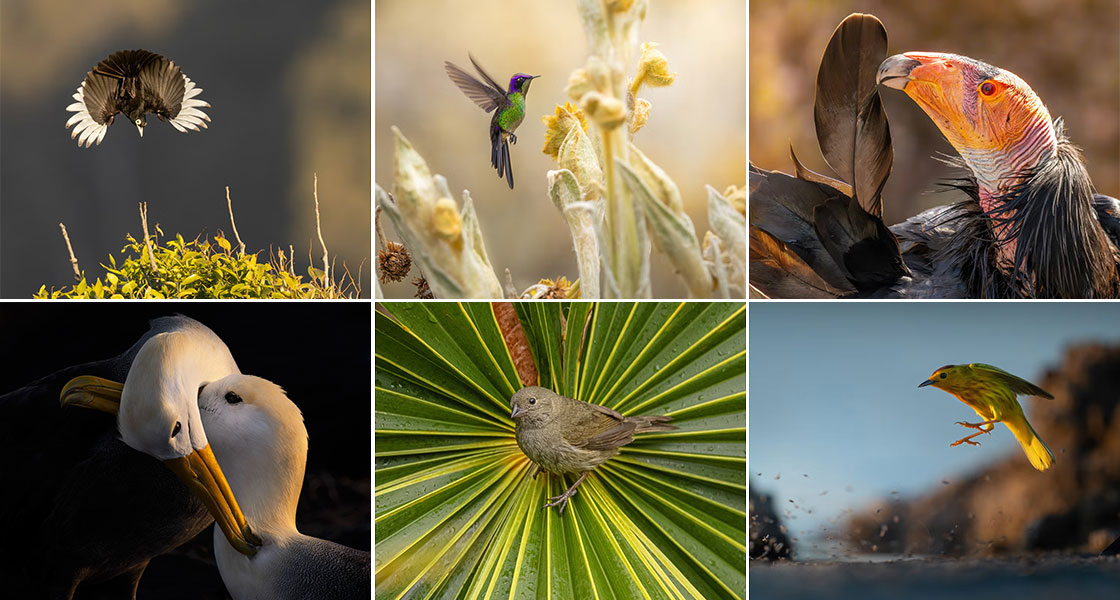 A grid of bird images. Photos clockwise from top left: A Spectacled Tyrant makes an acrobatic leap; A Purple-backed Thornbill hovers near flowering native frailejones; A California Condor preens; Two Waved Albatrosses allopreen; A Black-faced Grassquit sits perfectly in the middle of a palmetto palm leaf; A Mangrove Yellow Warbler dives into a sea of bugs.