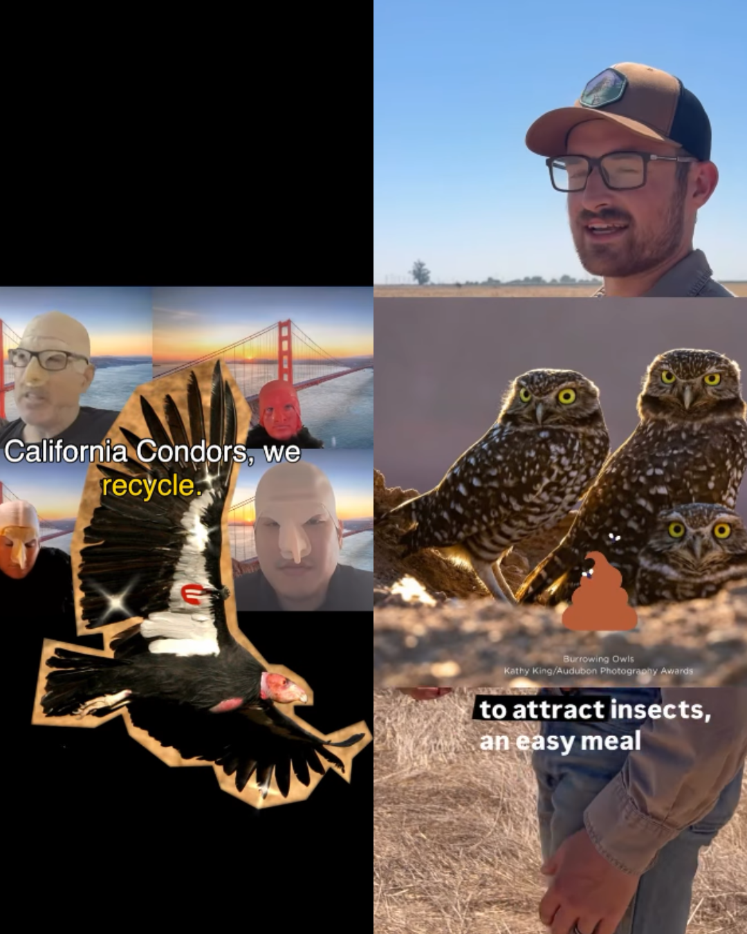 California Condor vs. Burrowing Owl Reel screenshots