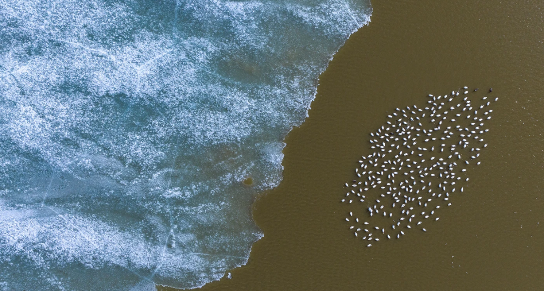 Snow Geese on frozen landscape