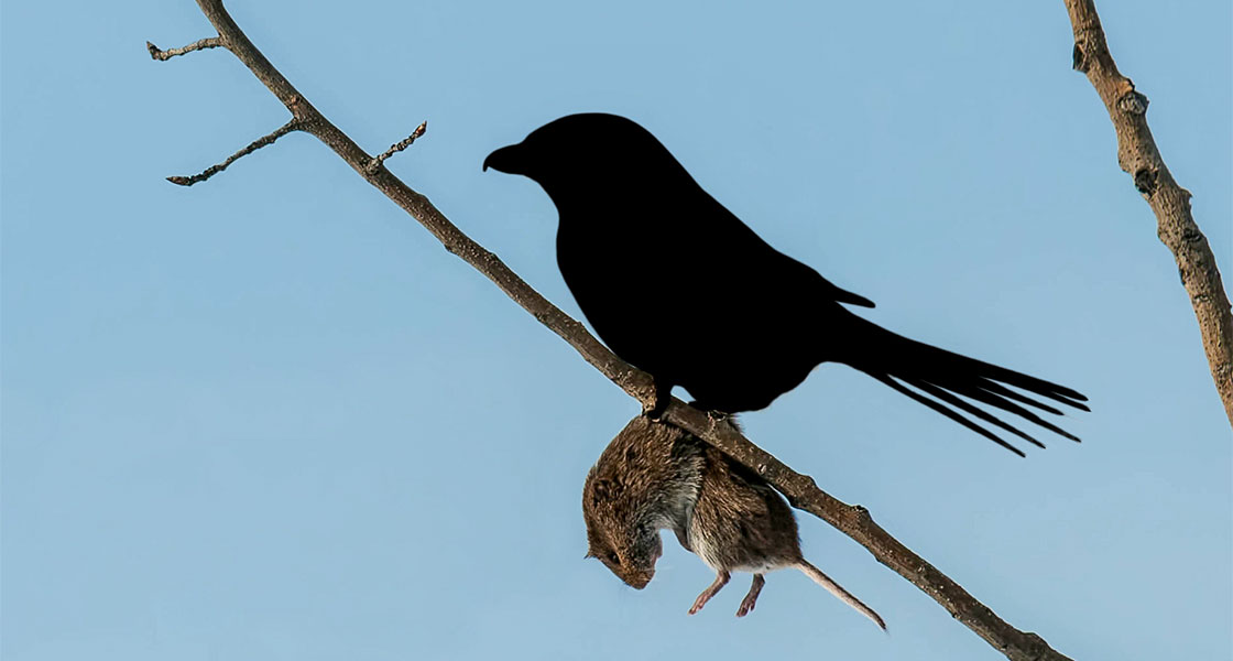 A silhouette of a bird perched on a tree branch. A rodent hangs from the tree.