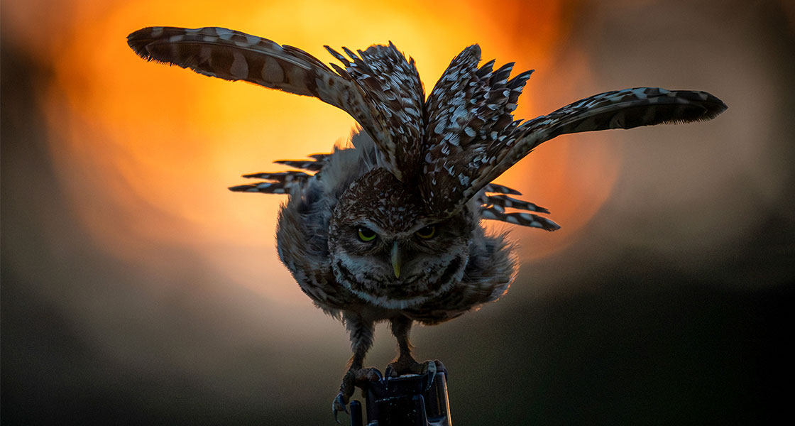 A Burrowing Owl flares their wings.