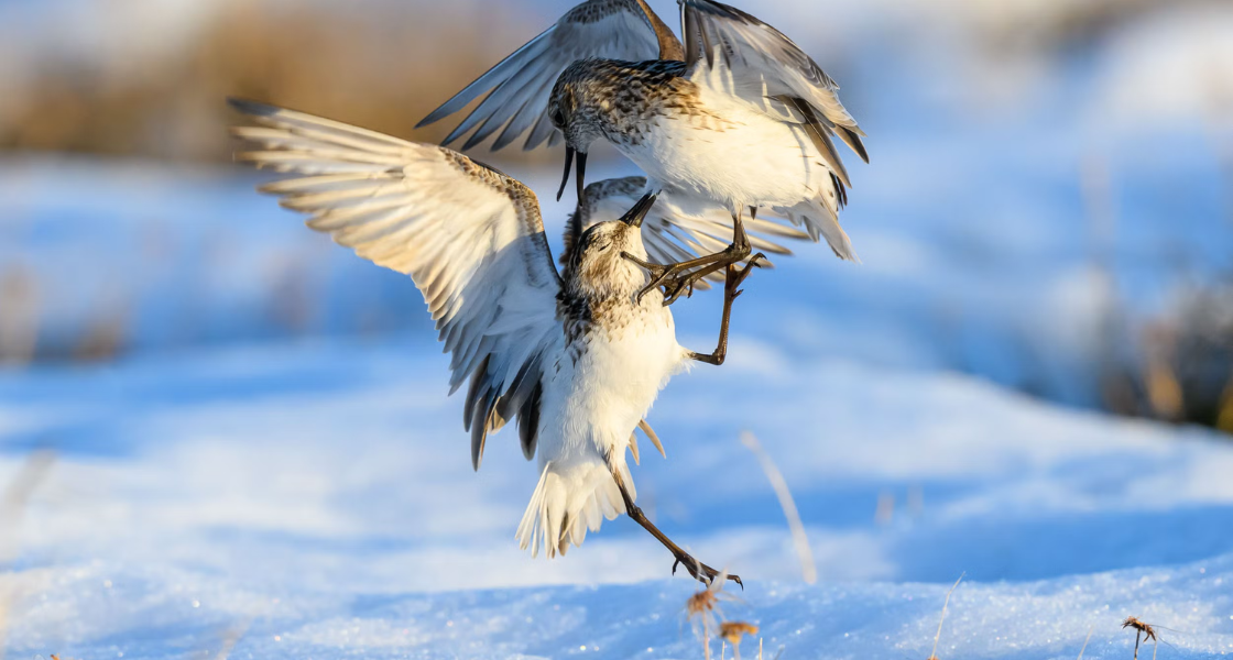 Two shorebirds on snow