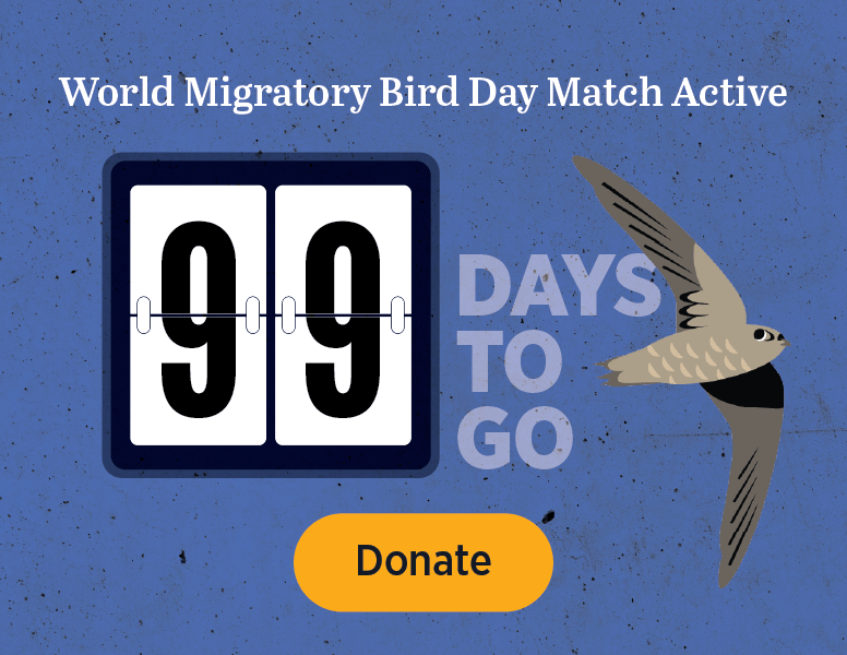 World Migratory Bird Day Match Active. 2 Days to Go. [Donate]