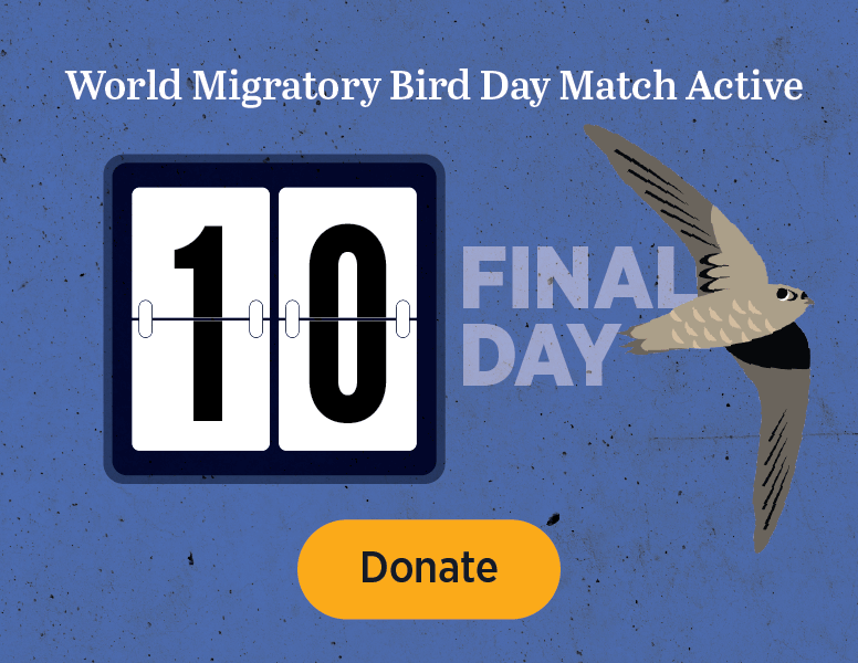 World Migratory Bird Day Match Active. Final Day. [Donate]
