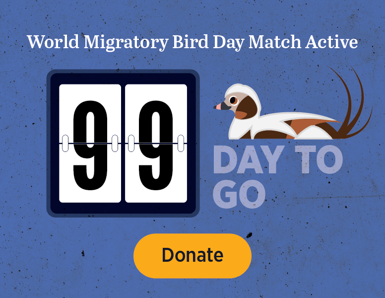 World Migratory Bird Day Match Active. 1 Day to Go. [Donate]