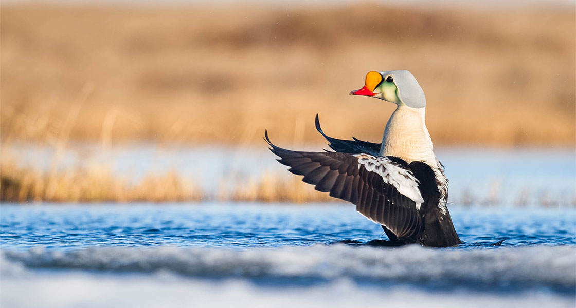 A King Eider stretches their wings in water.