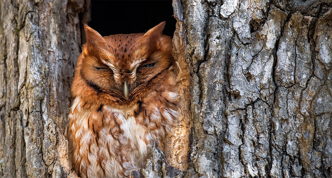 An Eastern Screech-Owl sleeps in a tree cavity.