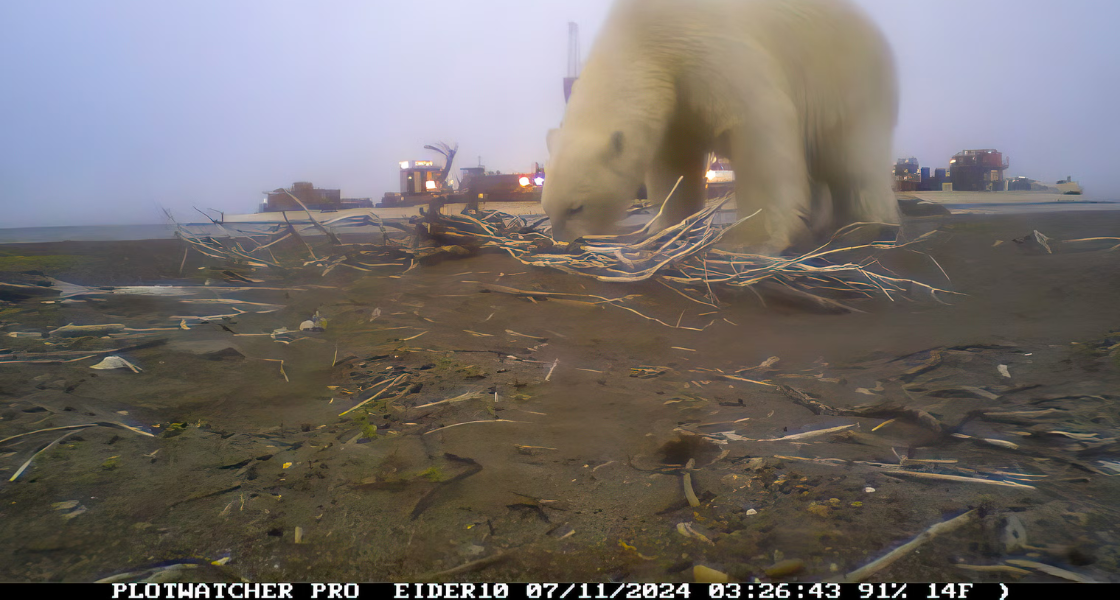 Polar bear with nest on wildlife cam