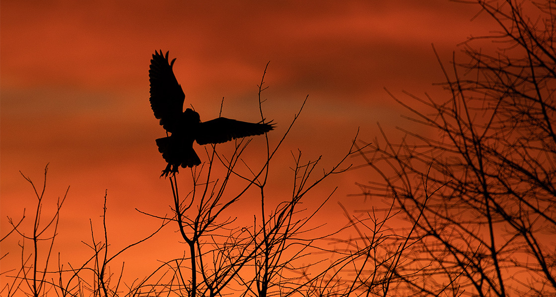 A Great Horned Owl's silhouette as they take flight over a dark sunset.
