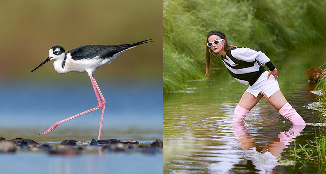 From left: A Black-necked Stilt stands near water; Dori Edwards, Denver Audubon communications manager, as a Black-necked Stilt.