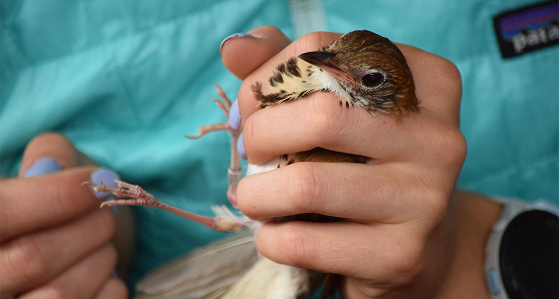 A person holds a Wood Thrush with one hand while banding them with the other.