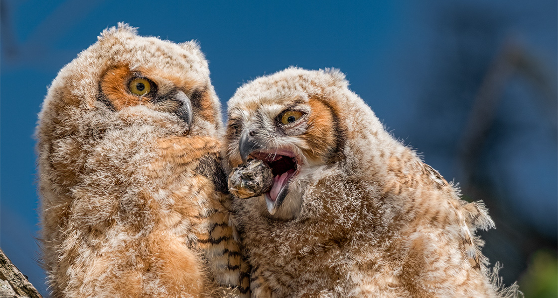 Two Great Horned Owl owlets. The owlet on the right spits out an owl pellet.