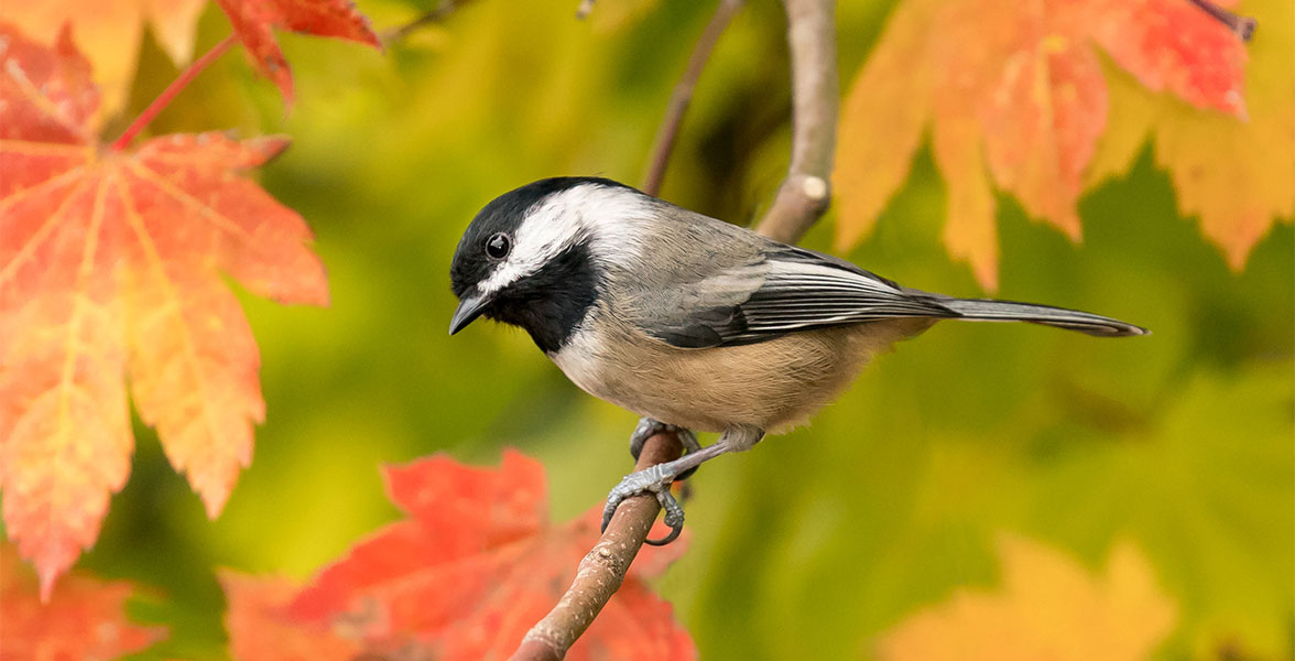 A Black-capped Chickadee perches on a branch with fall foliage.