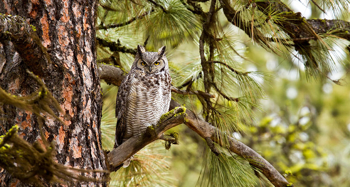 A Great Horned Owl perches on a tree branch.
