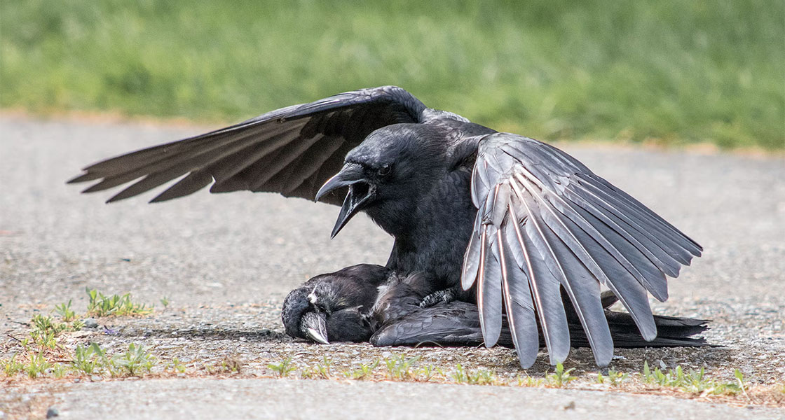 An American Crow stands and spreads their wings over an American Crow corpse.