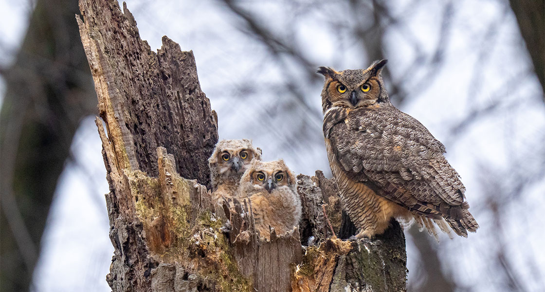An adult Great Horned Owl and their owlets. The owlets are huddled in a nest atop a tree cavity. The adult perches on a ledge near them.