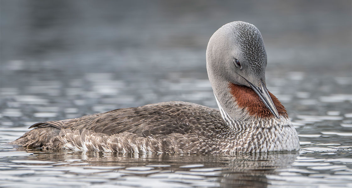 A Red-throated Loon in water.