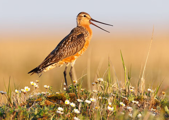 Photo of a male Bar-tailed Godwit vocalizing.
