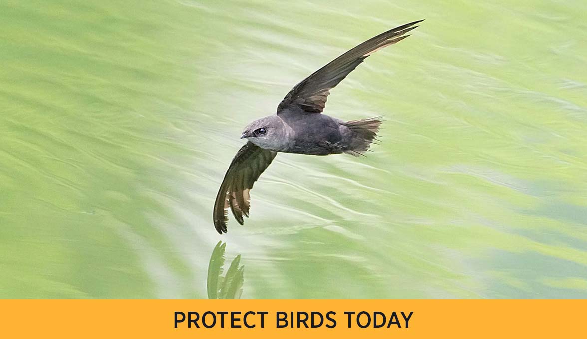 PROTECT BIRDS TODAY