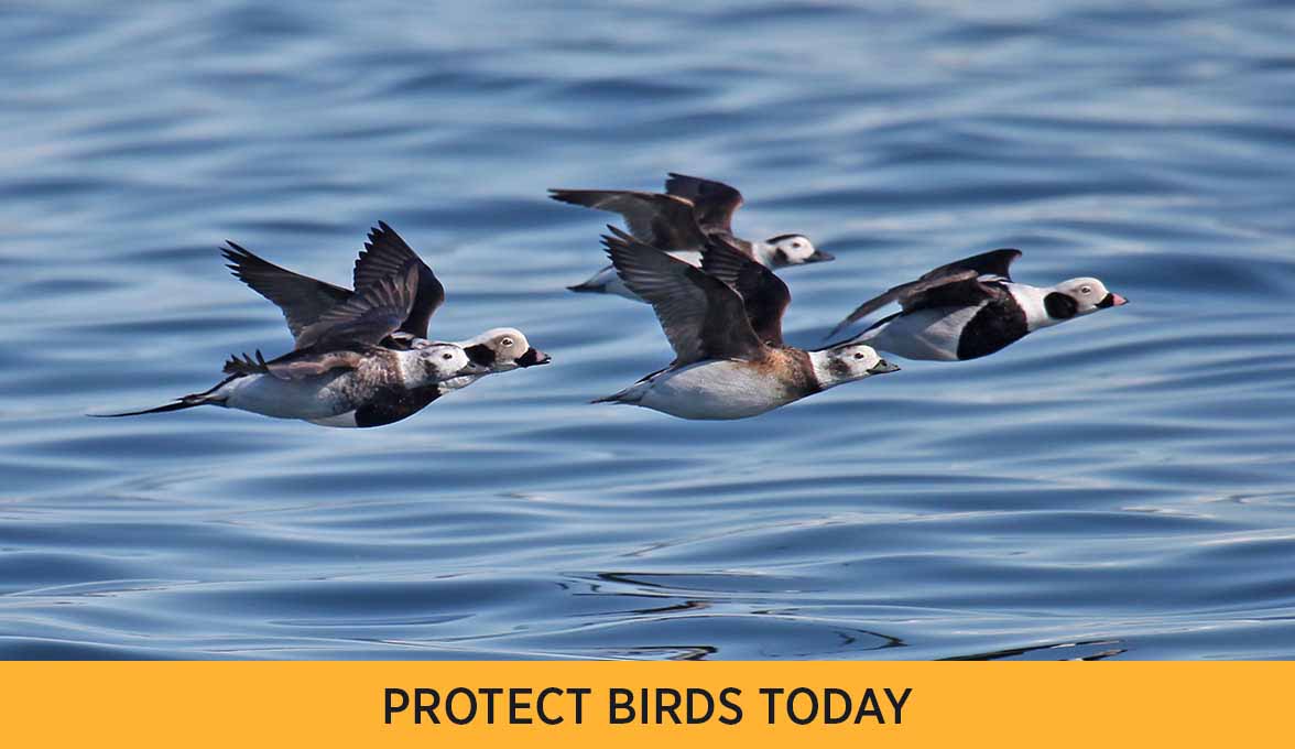 PROTECT BIRDS TODAY