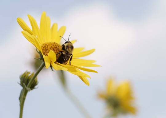 Flower with bee