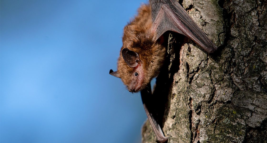 A Big Brown Bat climbs on a tree.
