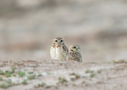 Two Burrowing Owls