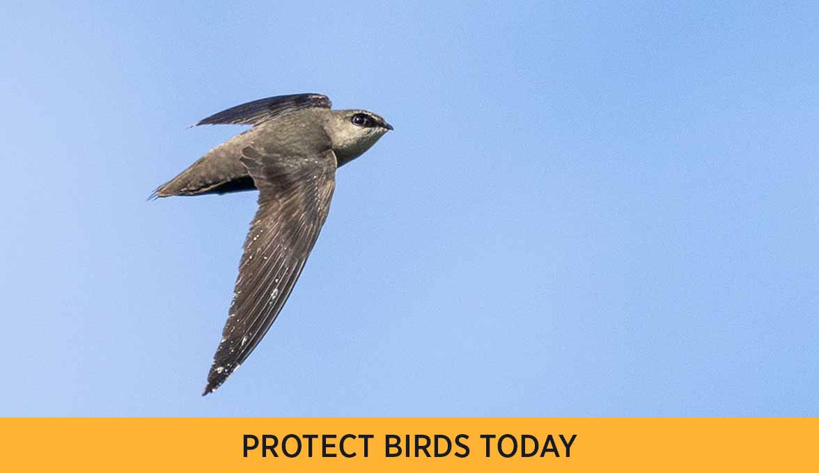 Chimney Swift