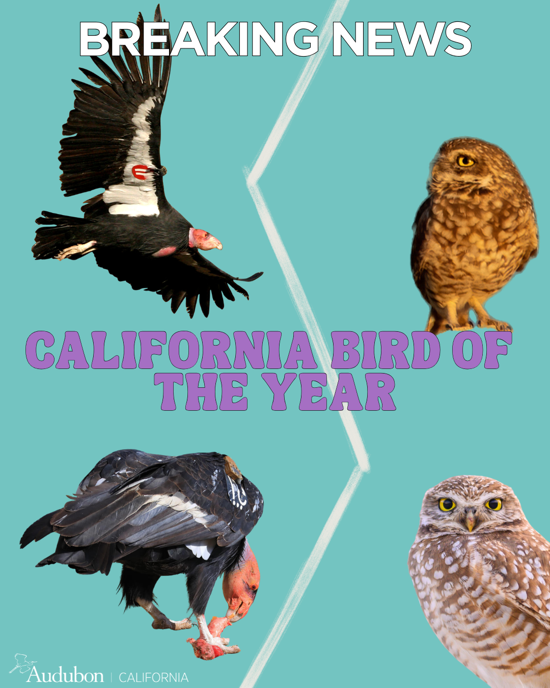 Bird of the Year