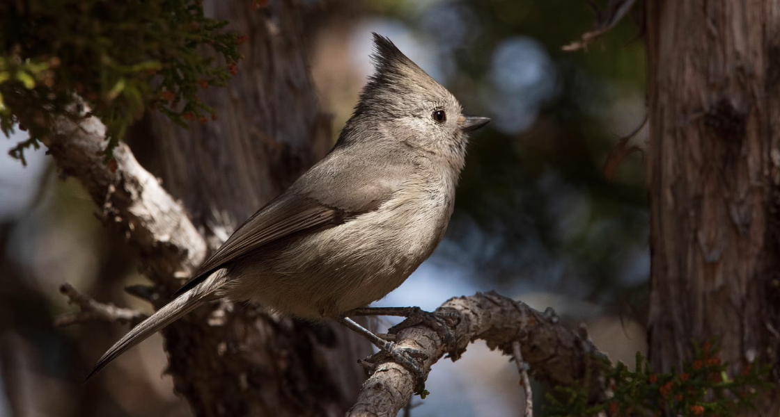 Juniper Titmouse in a tree