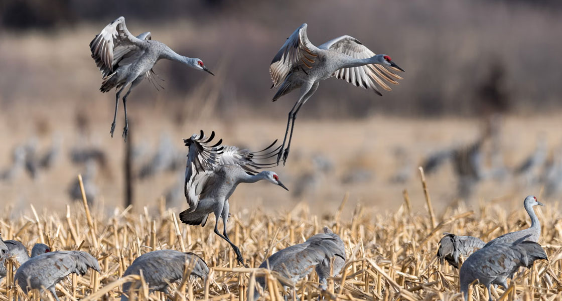 Photo of Sandhill Cranes taking flight in a field. 