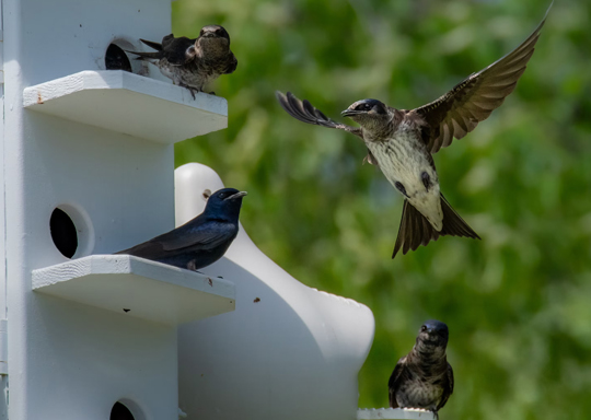 Photo of Purple Martins in a birdhouse.