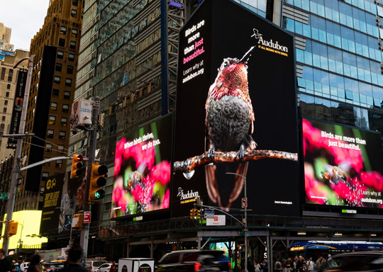 Photo of Audubon's billboard in Times Square during Climate Week NYC.
