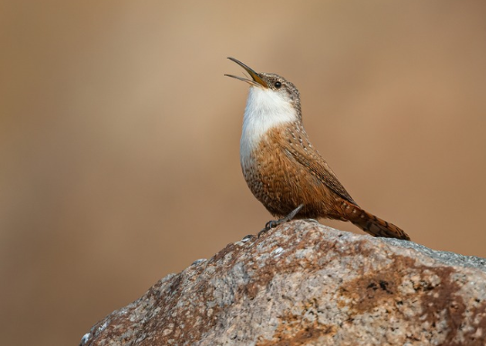 Canyon Wren