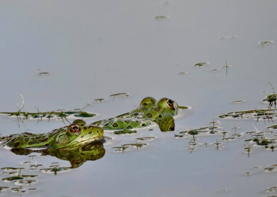 Frogs in pond