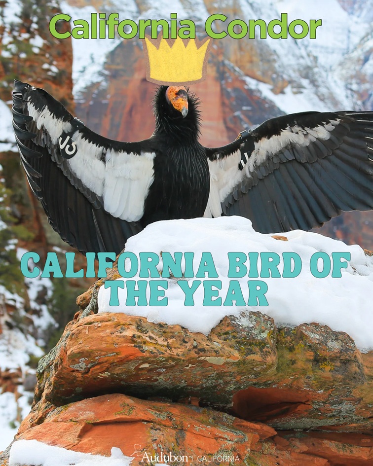 California Condor - Bird of the Year Wearing the CROWN!