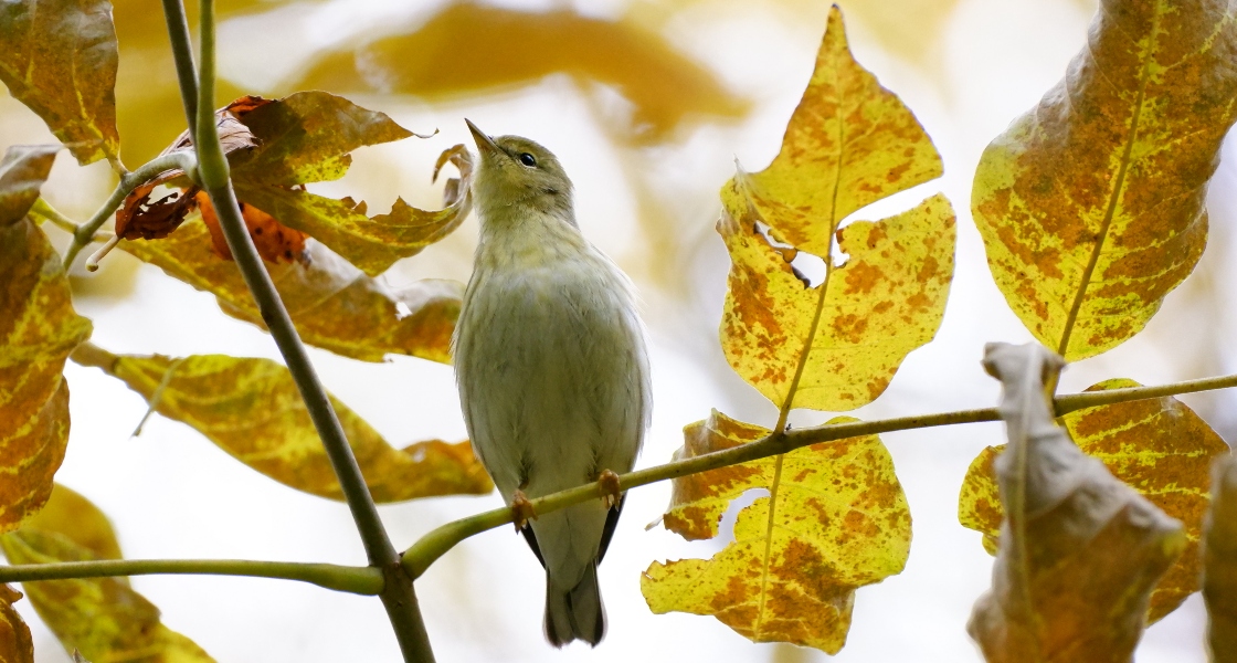 A Blackpoll Warbler perches on a tree branch, surrounded by turning leaves.