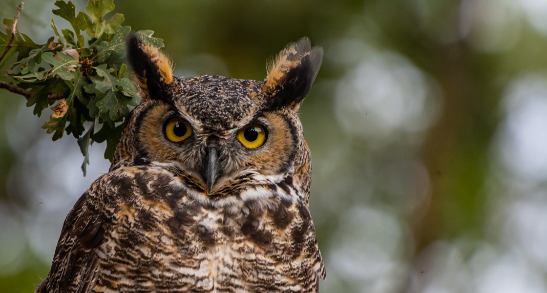 A Great Horned Owl looks to camera. They are surrounded by lush leaves.