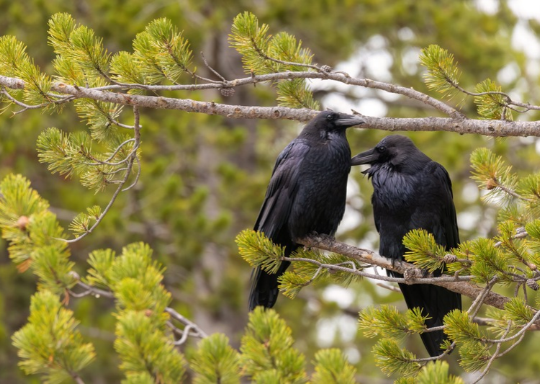 Two Common Ravens in a tree