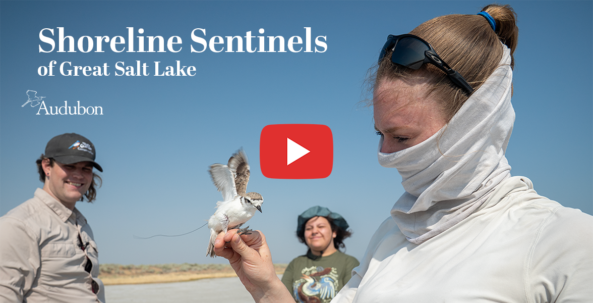 Three people stand on a beach. One person holds a Western Snowy Plover.