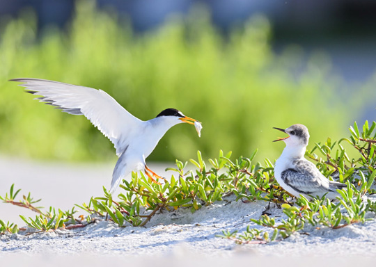 Photo of a Least Tern parent feeding its chick.