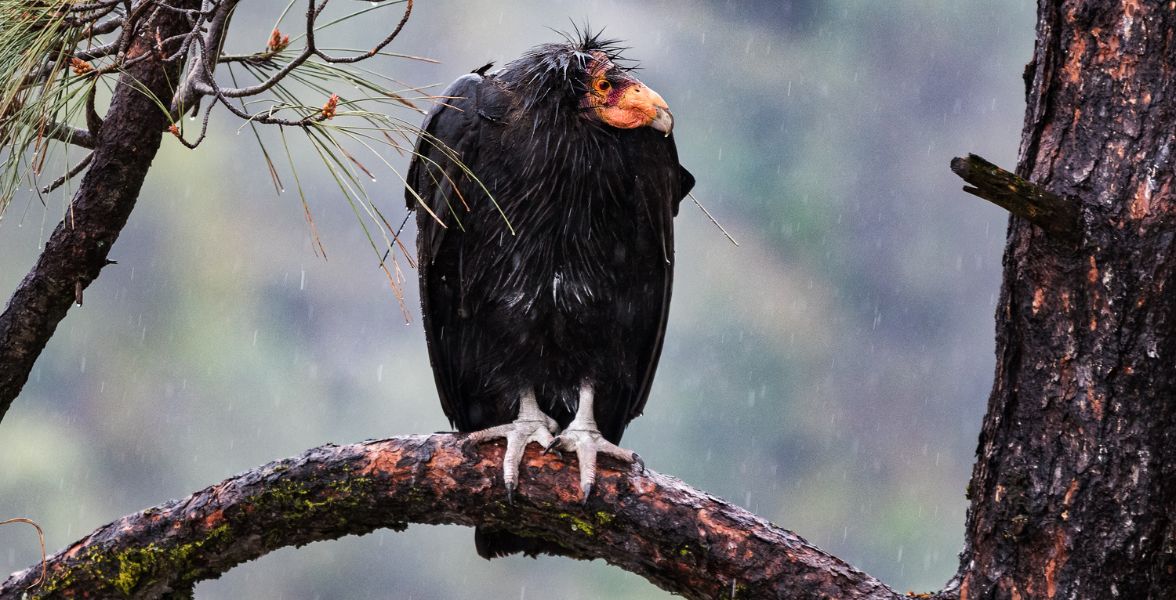 California Condor